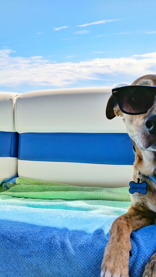brown dog wearing sunglasses on blue textile